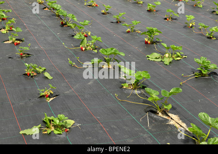 Stawberry plantes croissant montrant des bâches en plastique et de nouvelles glissières de Angleterre Banque D'Images