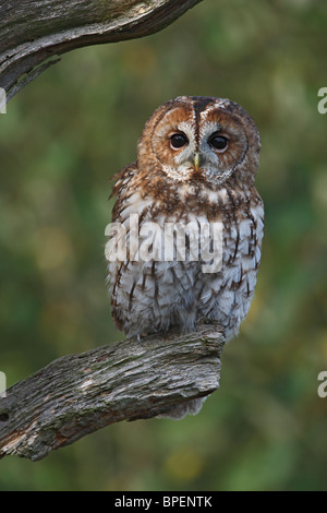 Tawny owl (Strix Aluco enr ) perché sur arbre mort Banque D'Images