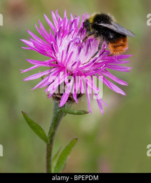 Red Tailed Bumblebee Bombus lapidarius alimentation mâle sur la centaurée noire Centaurea nigra Banque D'Images