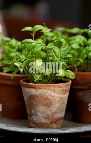 Cultivés en pot BASILIC (Ocimum basilicum) Banque D'Images