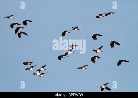 Sociable Vanellus vanellus ) ( Green plover Vanneau petit troupeau i flight Banque D'Images