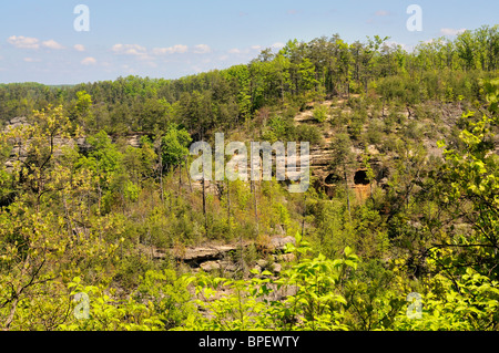 Falaises de grès dans la gorge de la rivière Rouge dans la zone géologique Daniel Boone National Forest de Eastern Kentucky, USA. Banque D'Images