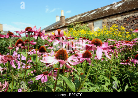 Echinacea purpurea également connu sous le nom de Rudbeckia purpurea Échinacée - Banque D'Images