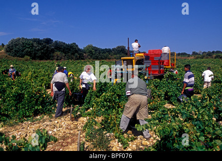 Les marocains, marocain, les immigrants, les travailleurs immigrés, la récolte des raisins, vendanges, vignes, Chateauneuf-du-Pape, France Banque D'Images