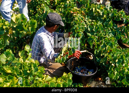 Les marocains, marocain, les immigrants, les travailleurs immigrés, la récolte des raisins, vendanges, vignes, Chateauneuf-du-Pape, France Banque D'Images