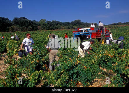 Les marocains, marocain, les immigrants, les travailleurs immigrés, la récolte des raisins, vendanges, vignes, Chateauneuf-du-Pape, France Banque D'Images