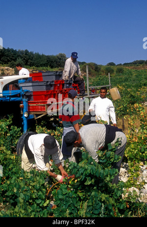 Les marocains, marocain, les immigrants, les travailleurs immigrés, la récolte des raisins, vendanges, vignes, Chateauneuf-du-Pape, France Banque D'Images