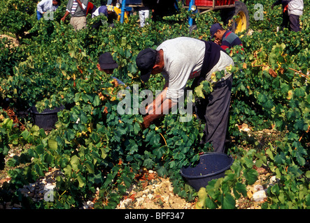 Les marocains, marocain, les immigrants, les travailleurs immigrés, la récolte des raisins, vendanges, vignes, Chateauneuf-du-Pape, France Banque D'Images