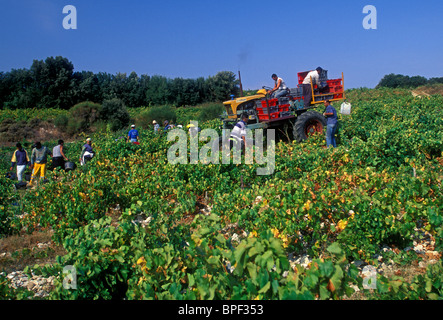 Les marocains, marocain, les immigrants, les travailleurs immigrés, la récolte des raisins, vendanges, vignes, Chateauneuf-du-Pape, France Banque D'Images