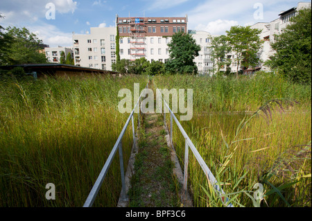 Les lits de roseaux traitement des eaux usées des immeubles à appartements de quartier de Mitte à Berlin Allemagne Banque D'Images