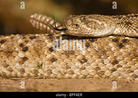 Diamondback Rattlesnake , adulte, comté de Hidalgo, sud du Texas, USA, enroulés et agitant crécelles, vérification de l'air avec la langue Banque D'Images