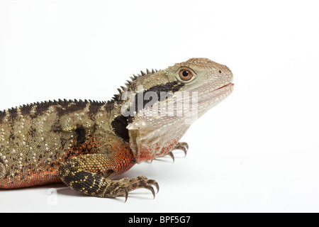 L'eau de l'Est dragon, Physignathus lesueurii lesueurii, homme. L'Australie Banque D'Images