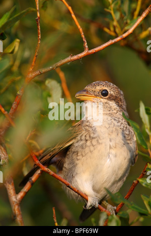 Rouge juvénile-grièche écorcheur (Lanius collurio), Août 2010 Banque D'Images