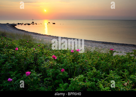 Japonais à fleurs rose (Rosa rugosa) au port de la Baltique, l'île d'Hiiumaa. Juillet Banque D'Images