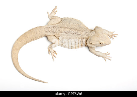 Dragon barbu, Pogona vitticeps, homme, leucistic Banque D'Images