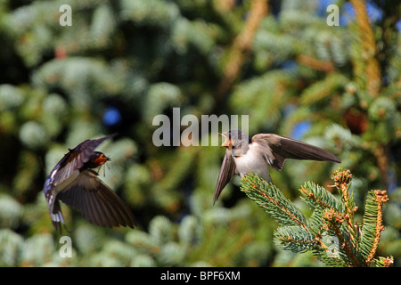 L'hirondelle rustique (Hirundo rustica) arrivant à nourrir la mendicité poussin avec insecte. Août 2010 Banque D'Images