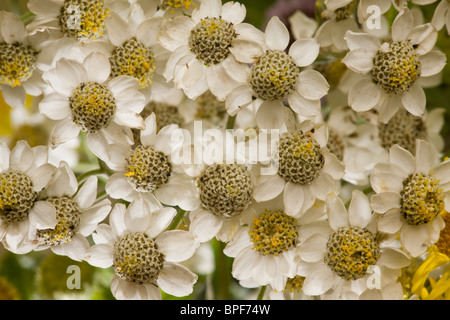 L'Achillea achillée ptarmique, Sneezewort en fleur Banque D'Images