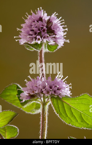 Mentha aquatica menthe aquatique, en fleurs, de la lumière, Dorset. Banque D'Images