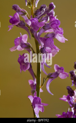 Purple Toadflax, Linaria purpurea en fleur ; naturalisé au Royaume-Uni, d'Italie. Banque D'Images