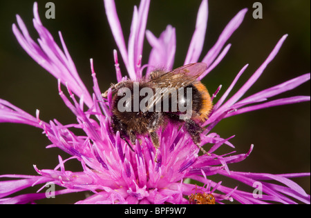 Un rouge-queue, bourdon Bombus lapidarius, sur la centaurée noire ; Dorset. Banque D'Images