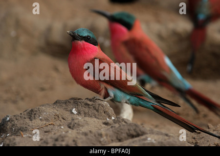 Carmine Guêpiers (Merops nubicoides) dans le Delta de l'Okavango, au Botswana. Banque D'Images