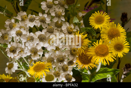 Sneezewort, Achillea achillée ptarmique et vergerette commun, pulicaria dysenterica en fleurs sur les anciennes terres communes, Dorset. Banque D'Images