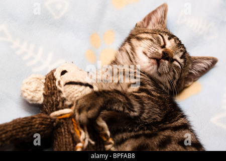 Un chaton dort (sourire) maintenant un singe fait de laine. Banque D'Images