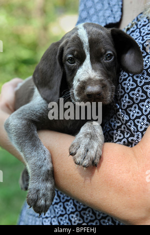 Portrait de Braque Allemand chiot Lieu Banque D'Images