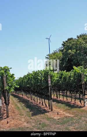 McCall Winery and Vineyards North Fork Vie de l'est de Long Island NY Banque D'Images