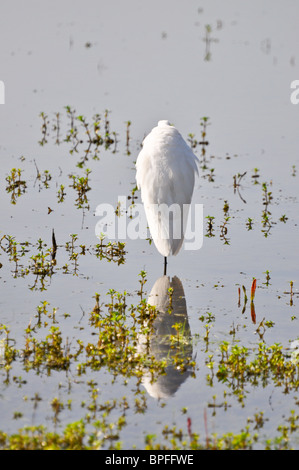 Grande Aigrette (Casmerodius albus) de nourriture dans l'eau du ruisseau Marsh à Ellis, usine de recyclage de Petaluma, Californie Banque D'Images