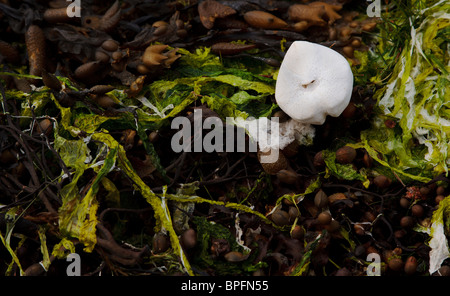 Squelette d'oursin coeur chez les algues sur Kraainem beach Wester Ross Scotland UK Banque D'Images