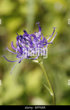 Fleur Rampion à tête ronde Banque D'Images