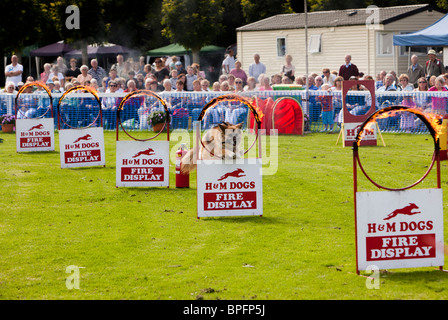 Royaume-uni, Angleterre, Merseyside, Southport Flower Show, Arena, l'affichage, berger allemand sautant firy hoop Banque D'Images
