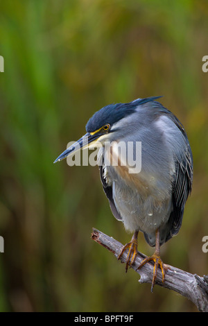 Héron vert perché, Lake Panic, Kruger National Park, Afrique du Sud Banque D'Images