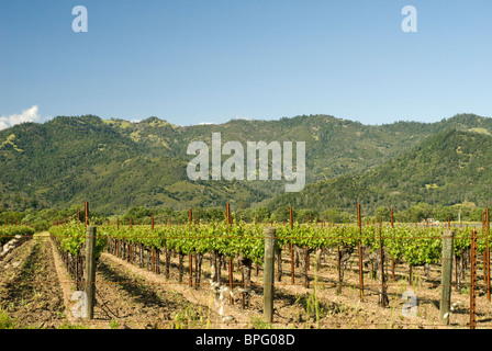 L'élaboration du vin dans la région de Napa Valley Banque D'Images