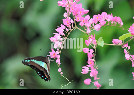 Papillon bleue commune vers un vol de fleurs de bougainvilliers roses - Graphium Sarpedon Banque D'Images