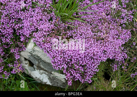 Le thym sauvage formant un tapis de course undershrub aromatiques, la floraison Juin - Septembre 6463 SCO Banque D'Images