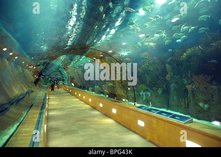 Tunnel sous-marin, l'océanographie Science Centre, Valencia, Espagne Banque D'Images