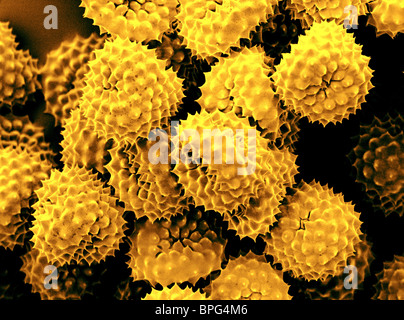 Les grains de pollen allergène de l'herbe à poux. La petite herbe à poux (Ambrosia artemisiifolia) est la plus répandue des o Banque D'Images