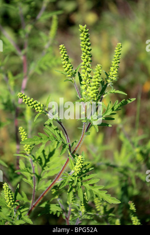 La petite herbe à poux (Ambrosia artemisiifolia) Banque D'Images