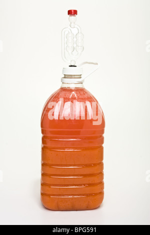 Vin en fermentation brassée maison demijohn en plastique avec sas. Banque D'Images