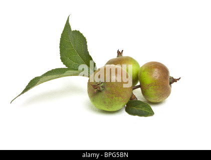 Pommes de crabe vue basse isolés contre blanc. Banque D'Images