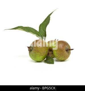 Pommes de crabe vue basse isolés contre blanc. Banque D'Images