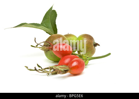 Haie de fruits rouge vibrant d'églantier et vert pommettes. Banque D'Images