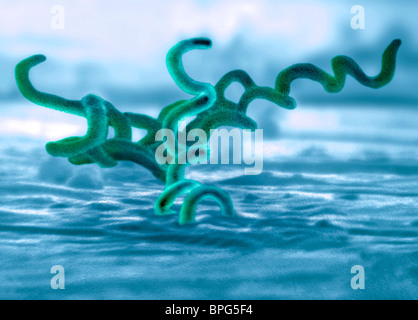 Un micrographe de Treponema pallidum, l'agent causal de la syphilis. Treponema pallidum est une bactérie gram-négative Banque D'Images