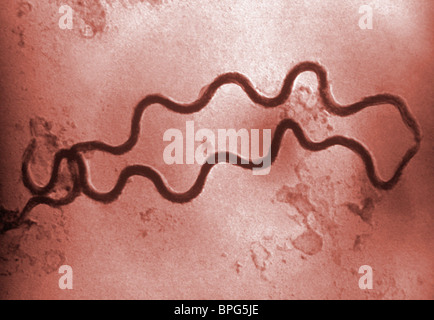 Un micrographe de deux forme de spirale une bactérie, Treponema pallidum, l'agent causal de la syphilis. Banque D'Images