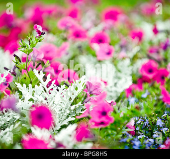 La théorie des couleurs, harmonie rose vert printemps mouvement de liberté puissant fleur flou de la terre des lignes d'excitation direction Banque D'Images