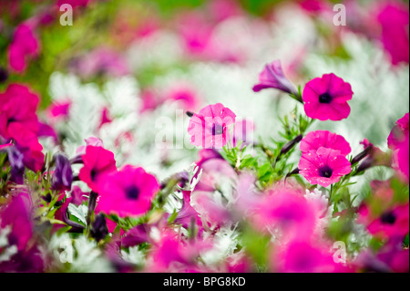 La théorie des couleurs, harmonie rose vert printemps mouvement de liberté puissant fleur flou de la terre des lignes d'excitation direction Banque D'Images