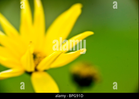 La théorie des couleurs, l'harmonie jaune vert printemps mouvement de liberté puissant fleur terre focus blur Banque D'Images