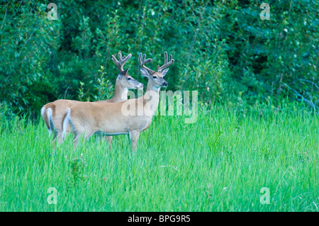 Deux cerfs à queue blanche Banque D'Images